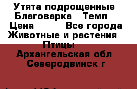 Утята подрощенные “Благоварка“,“Темп“ › Цена ­ 100 - Все города Животные и растения » Птицы   . Архангельская обл.,Северодвинск г.